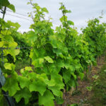 Bognæs Vingaard, dansk vin