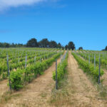 barfod vin, vingård, dansk vingård, dansk vin, vin på røsnæs, vingård kalundborg