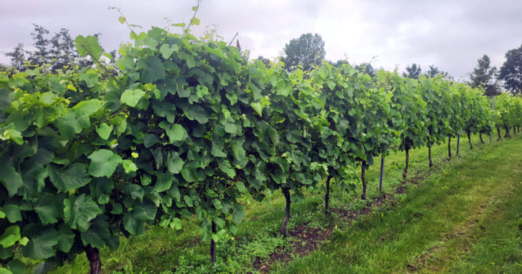 Østergaard Vinmageri