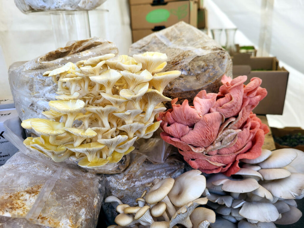 food festival, food festival 2025, madmarked, aarhus